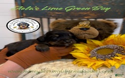 Mini Bernedoodle dogs for sale: Aelas Lime Green Boy - Image 6