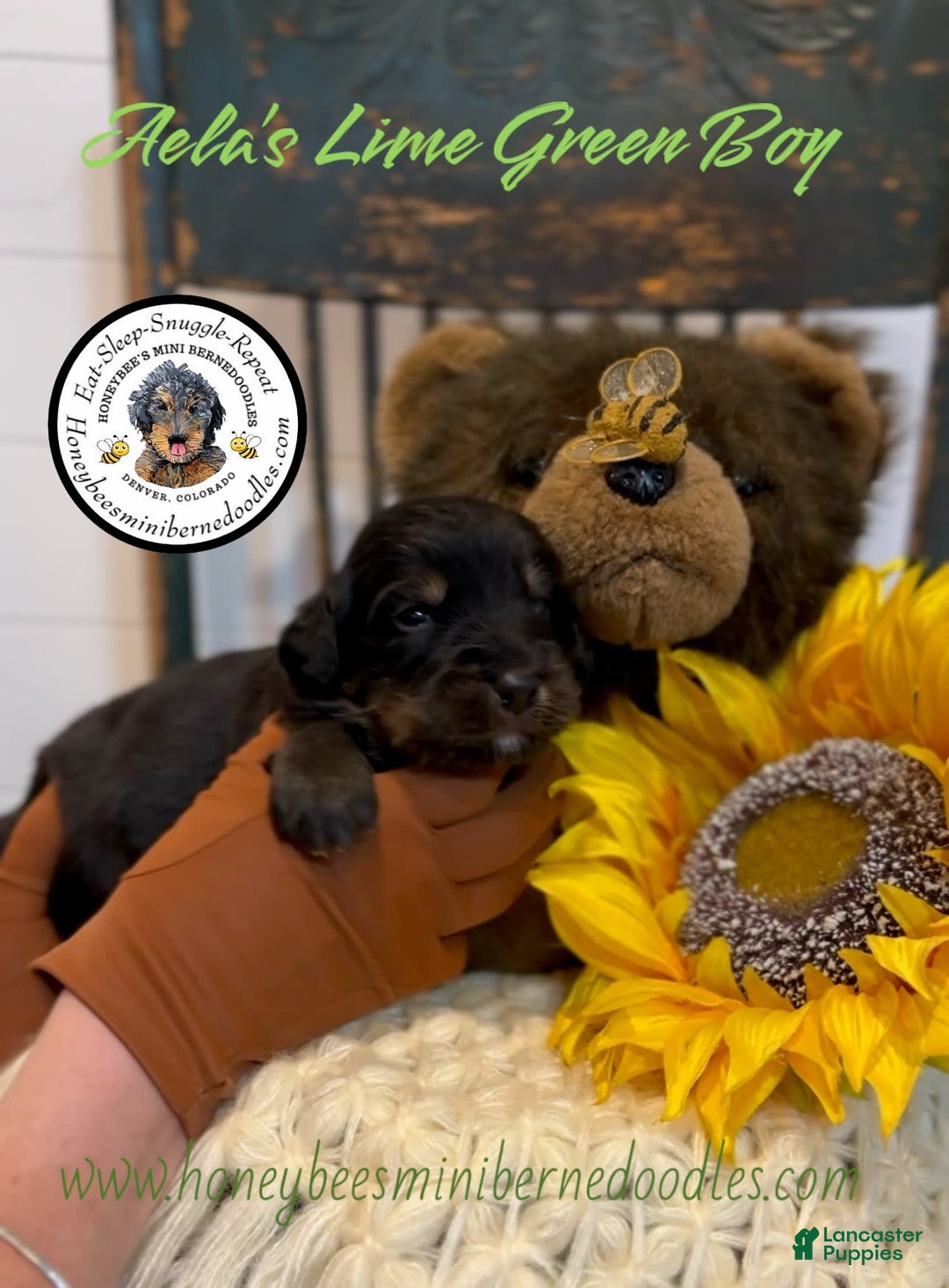 Mini Bernedoodle dogs for sale: Aelas Lime Green Boy - Image 6