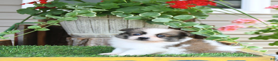 Felix