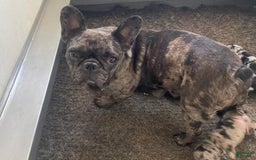 French Bulldog dogs for sale: Draco - Image 3
