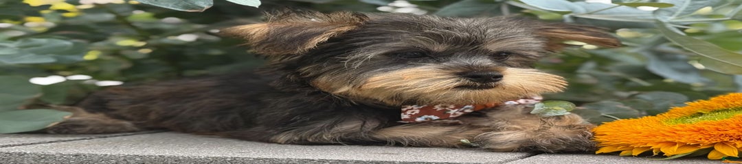 Baxter
