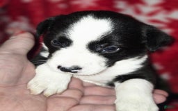 Chihuahua dogs for sale: Oreo - Image 1