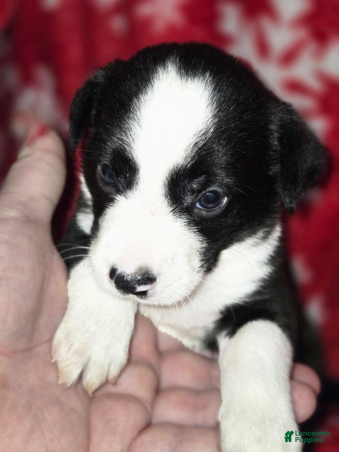 Chihuahua dogs for sale: Oreo - Image 1