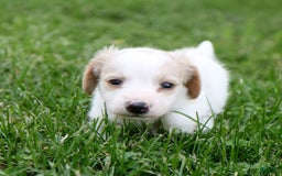Miniature Dachshund dogs for sale: Precious - Image 8