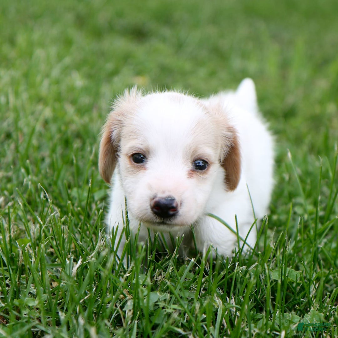 Miniature Dachshund dogs for sale: Precious - Image 8