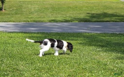 Cavalier King Charles Spaniel dogs for sale: Toby - Image 3