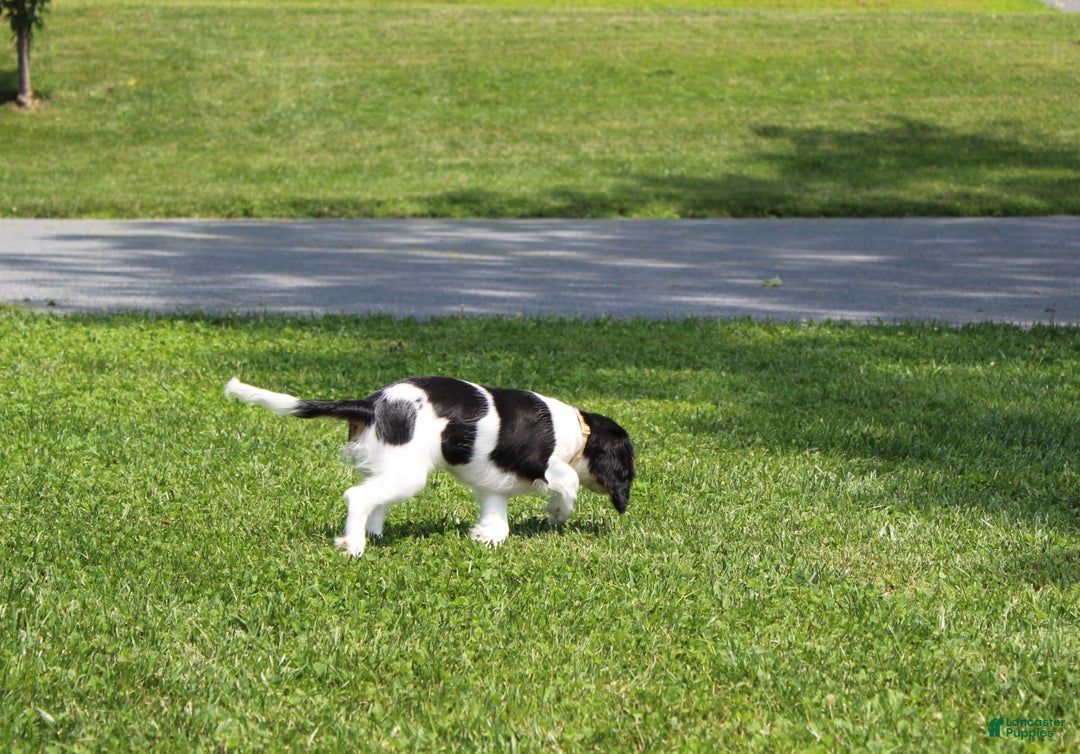 Cavalier King Charles Spaniel dogs for sale: Toby - Image 3