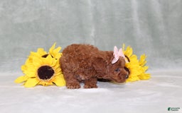 Miniature Poodle dogs for sale: Val - Image 11