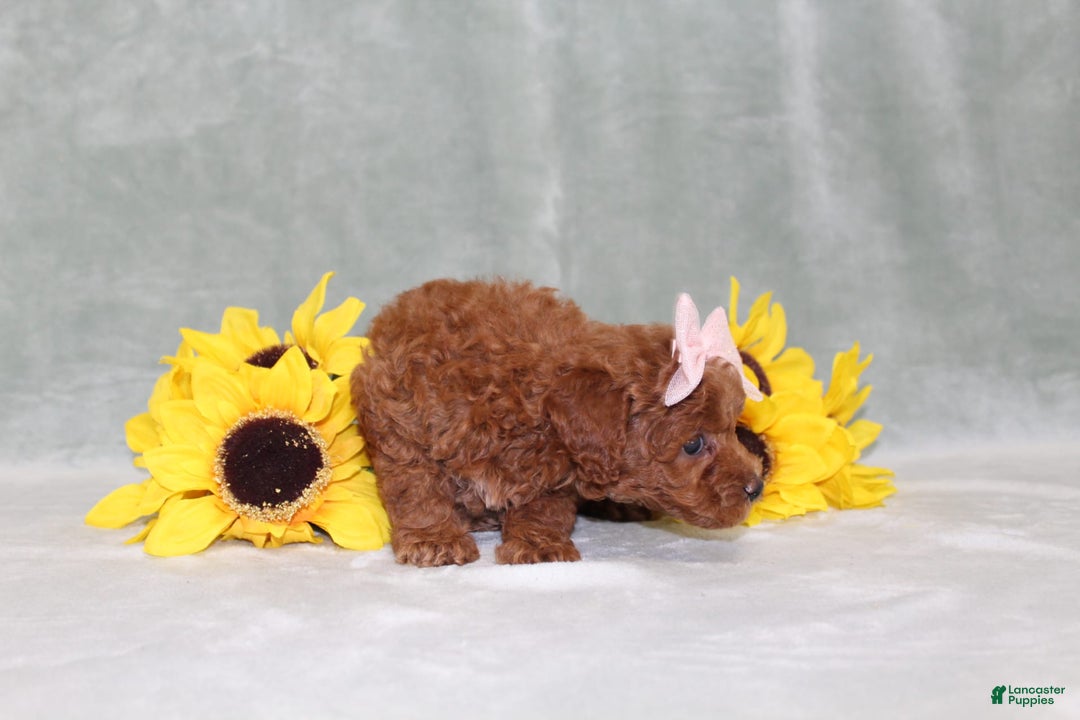 Miniature Poodle dogs for sale: Val - Image 11