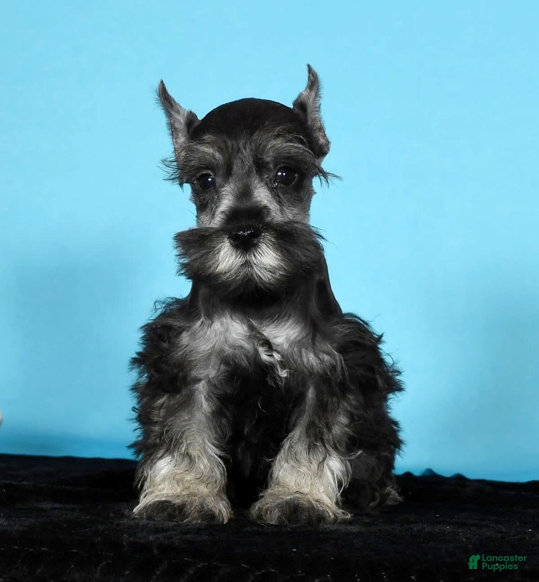 Miniature Schnauzer dogs for sale: Kermit - Image 9