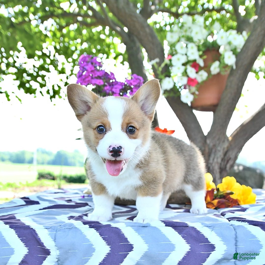 Welsh Corgi Pembroke dogs for sale: Henry - Image 12