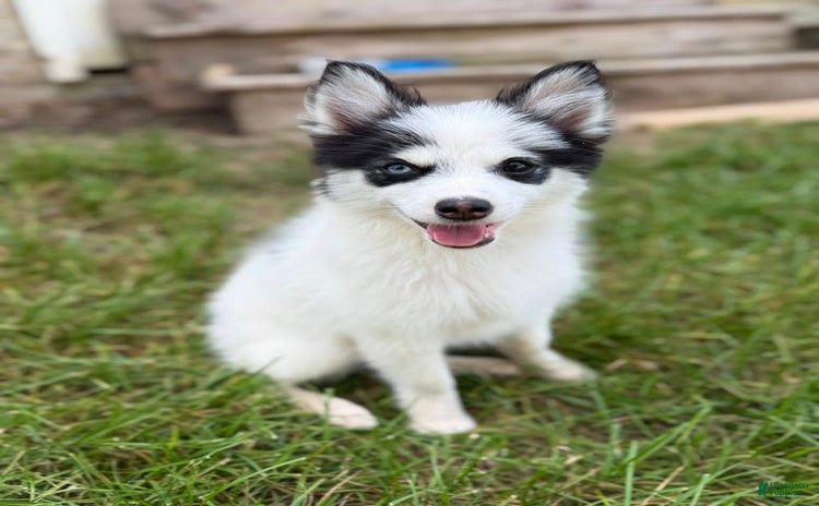 Pomsky dogs for sale - Ad 5