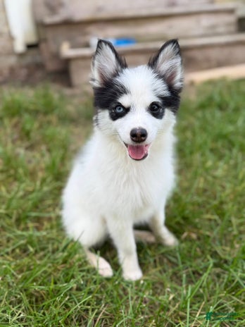 Pomsky dogs for sale - Ad 5