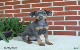 Miniature Pinscher dogs for sale: Jersey - Image 6