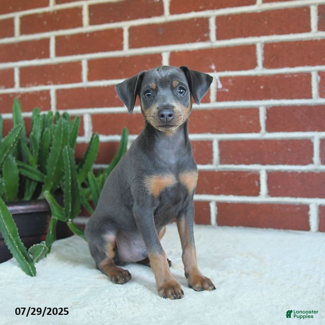 Miniature Pinscher dogs for sale: Jersey - Image 6