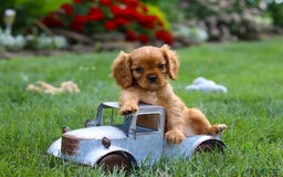 Cavalier King Charles Spaniel dogs for sale: Bradley - Image 6