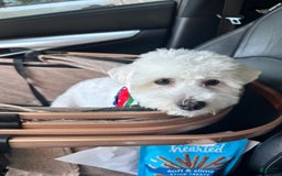 Bichpoo dogs for sale: Rocky - Image 6