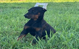Doberman Pinscher dogs for sale: Russ - Image 3