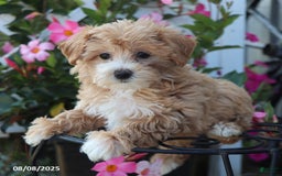 Maltipoo dogs for sale: Tina - Image 2