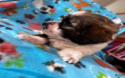 Shihpoo dogs for sale: Bruno - Image 3