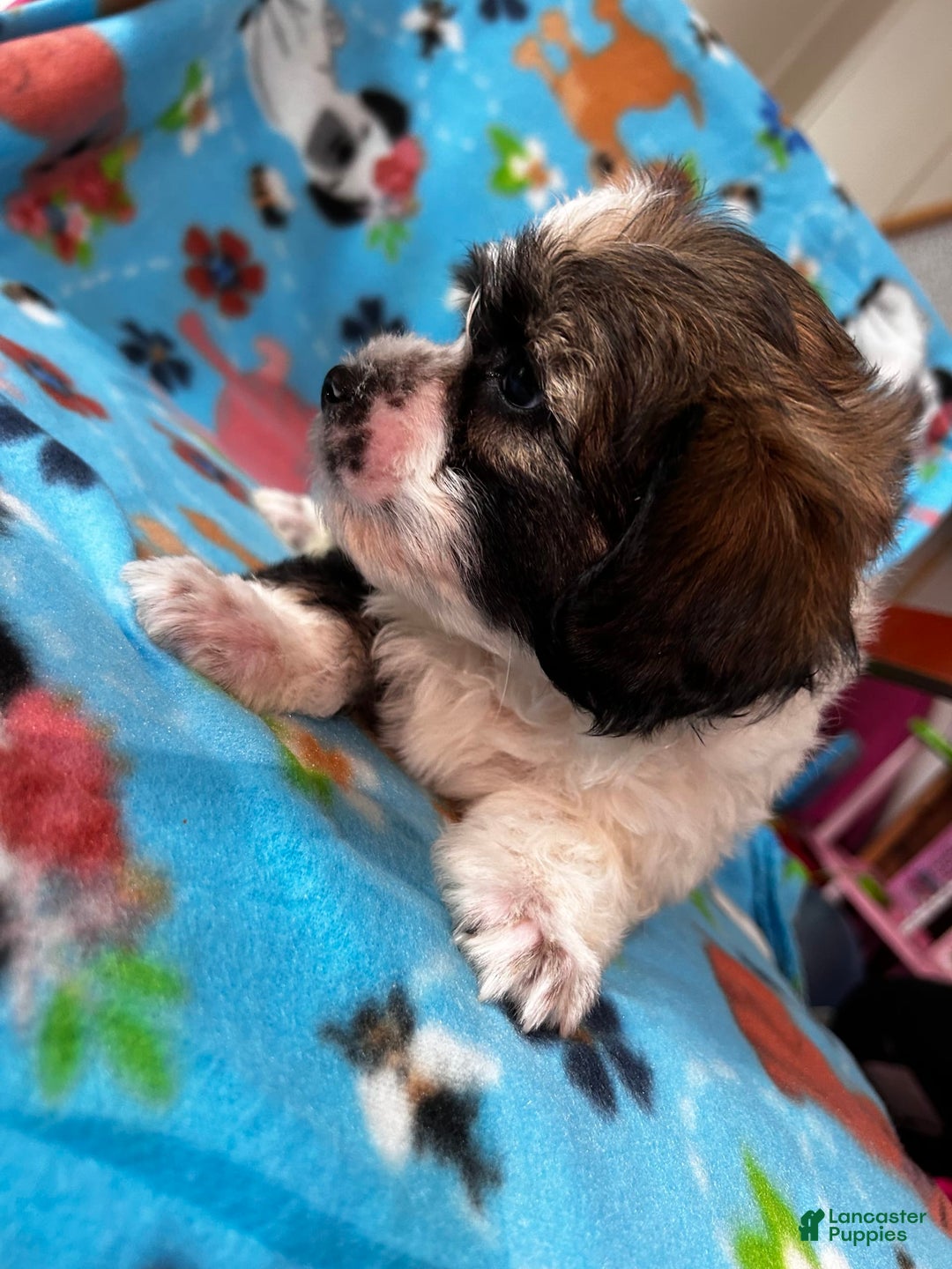 Shihpoo dogs for sale: Bruno - Image 3