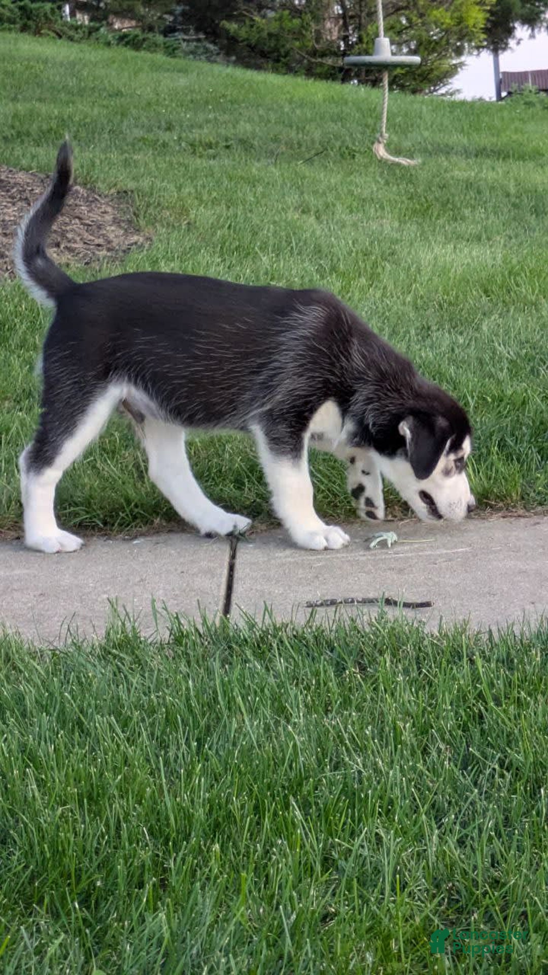 Goberian dogs for sale: Glacier - Image 2