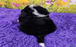 Miniature Bernese Mountain Dog dogs for sale: Archie - Image 4