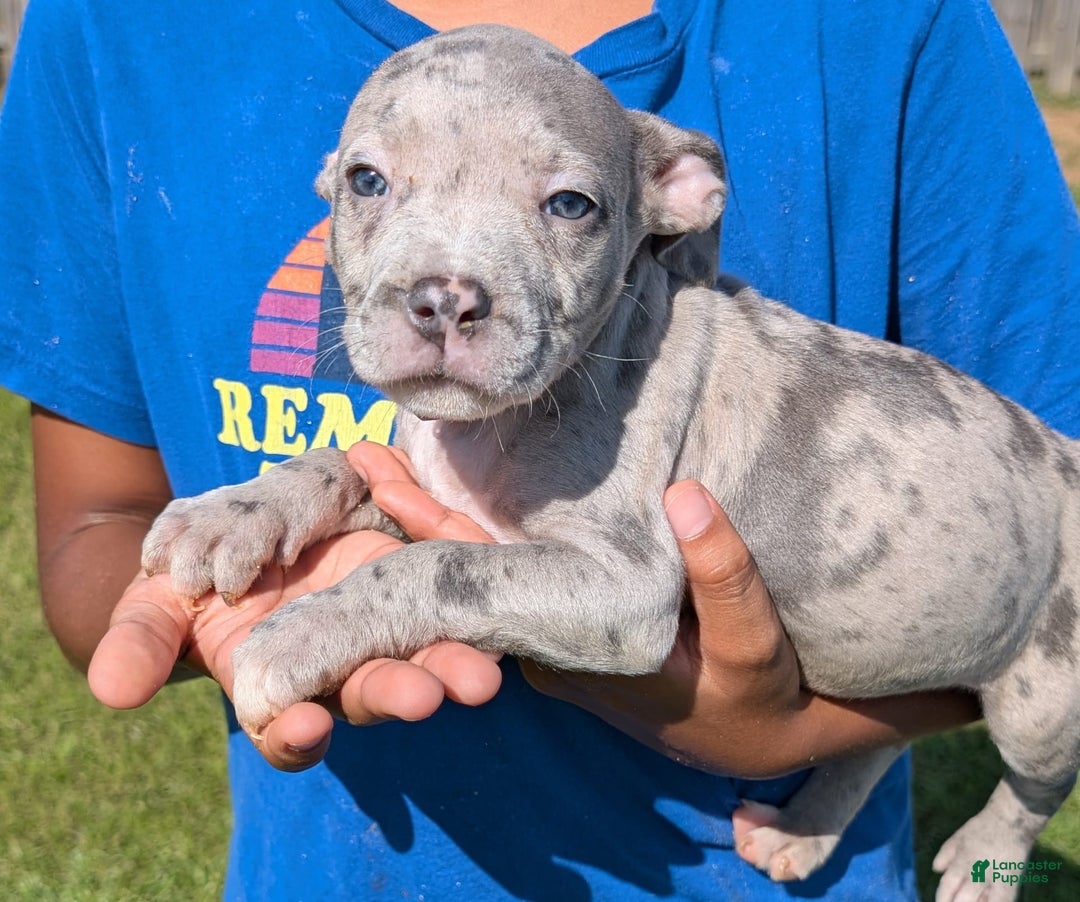American Bully dogs for sale: Orange Girly - Image 9