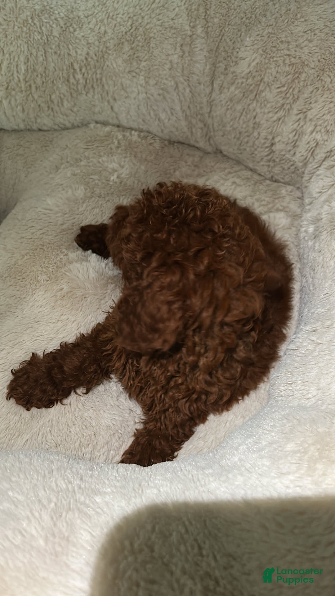 Miniature Poodle dogs for sale: Miniature Poodle 3 puppies - Image 2