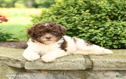 Havapoo dogs for sale: Lane - Image 2