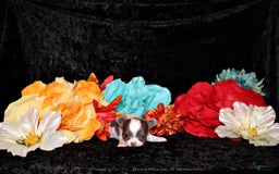 Chihuahua dogs for sale: Victor - Image 5