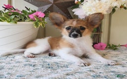 Papillon dogs for sale: Pluto - Image 8