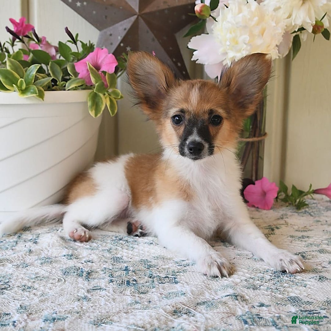 Papillon dogs for sale: Pluto - Image 8