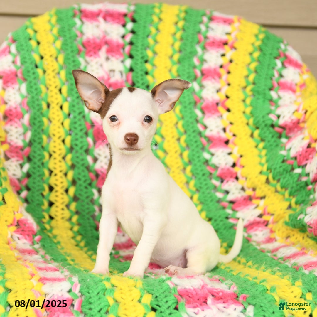 Jack Russell Terrier dogs for sale: Bess - Image 2