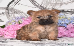 Cairn Terrier dogs for sale: Peanut - Image 3