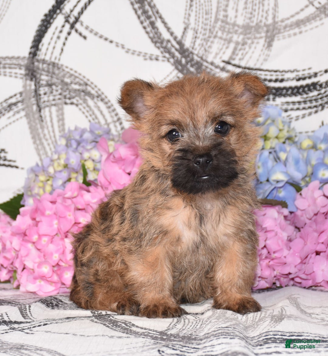 Cairn Terrier dogs for sale: Peanut - Image 3