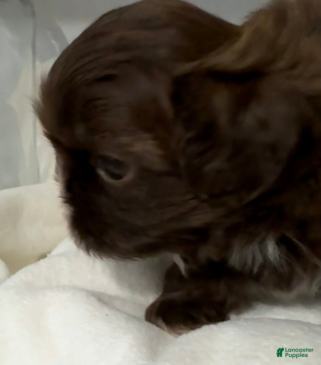 Shih Tzu dogs for sale: Kaylee - Image 28