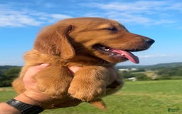 Golden Retriever dogs for sale: Chief - Image 9
