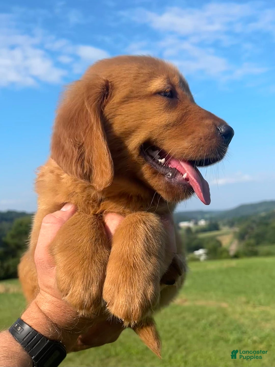 Golden Retriever dogs for sale: Chief - Image 9