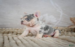 French Bulldog dogs for sale: Remi - Image 2