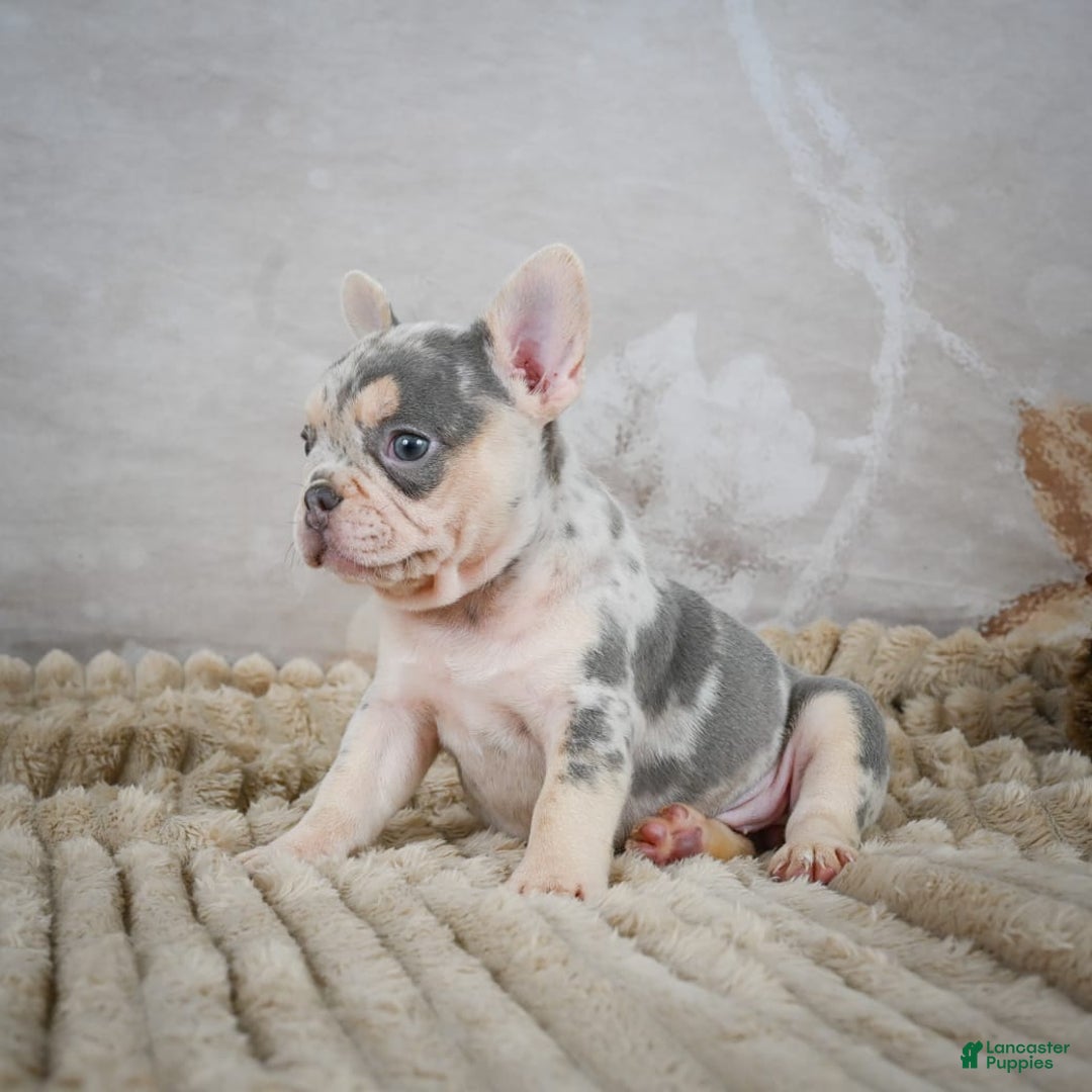 French Bulldog dogs for sale: Remi - Image 2