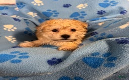 Morkie dogs for sale: Mickey - Image 1