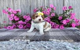 Mini Goldendoodle dogs for sale: Debbie - Image 6