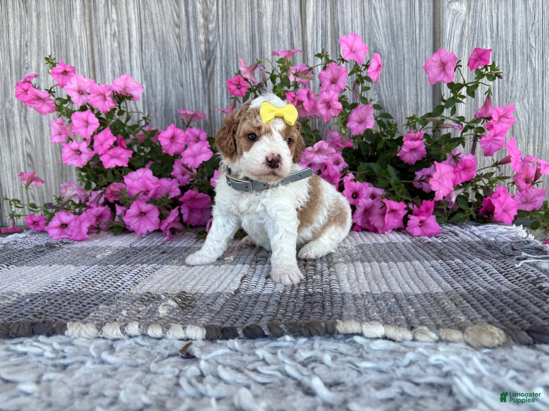 Mini Goldendoodle dogs for sale: Debbie - Image 6