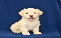 Shihpoo dogs for sale: Jonas - Image 4