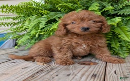 Mini Goldendoodle dogs for sale: Mini -lilly - Image 36