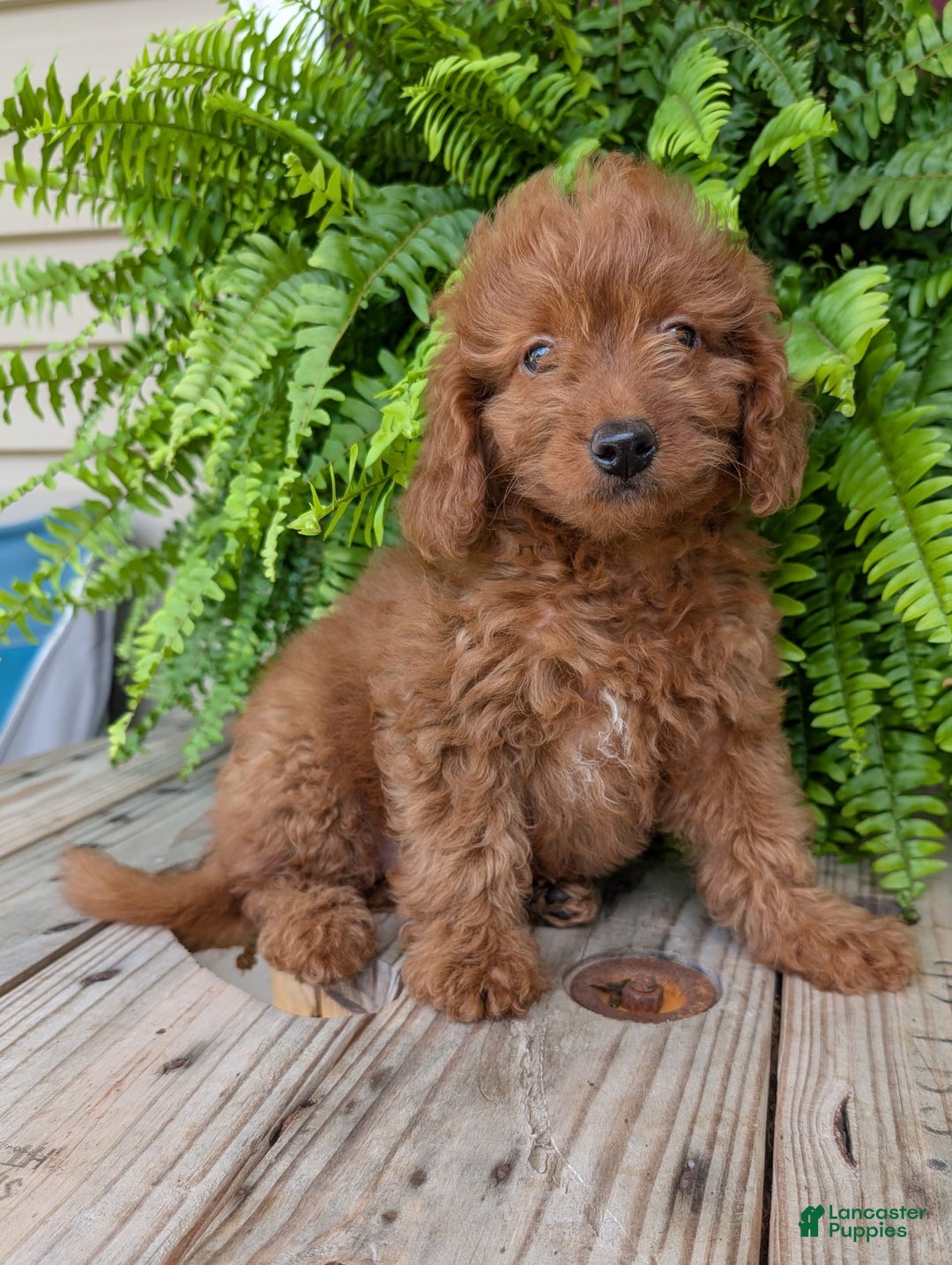 Mini Goldendoodle dogs for sale: Mini -lilly - Image 36