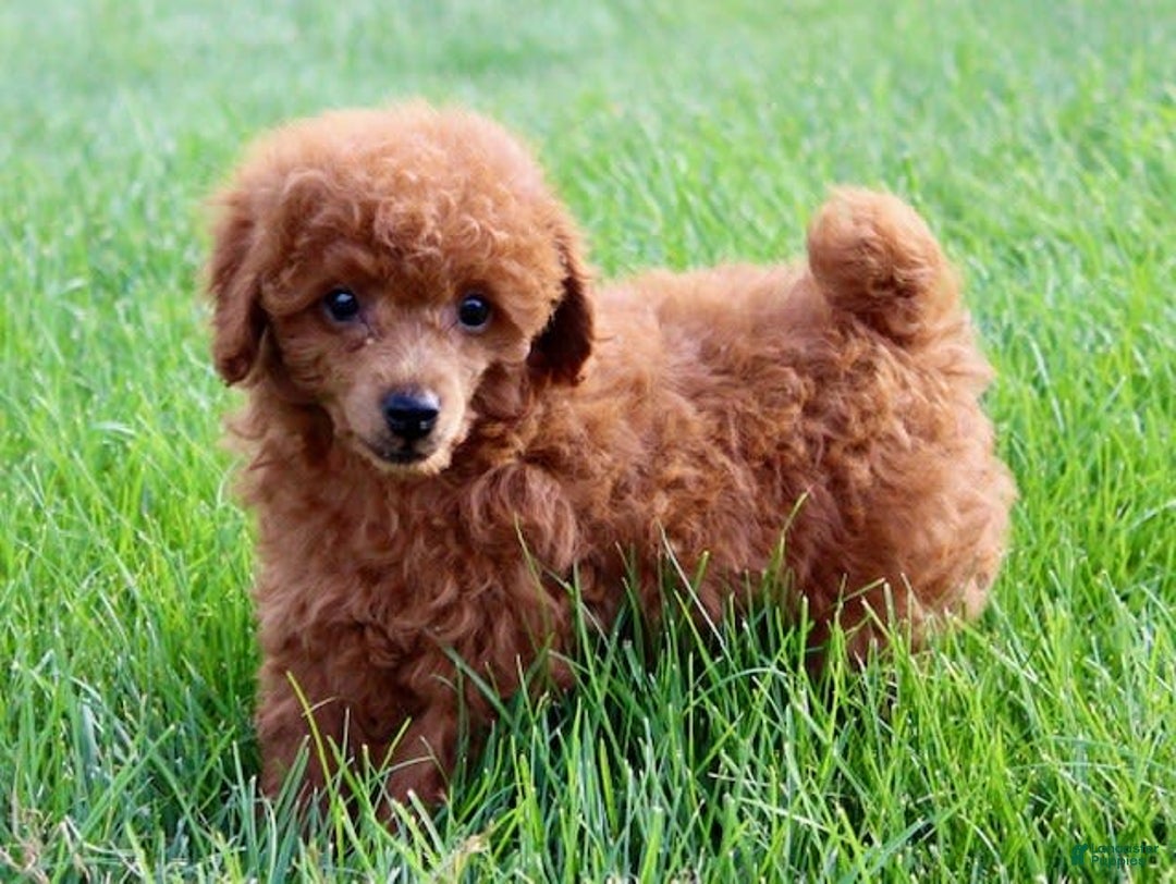 Miniature Poodle dogs for sale: Proctor - Image 7