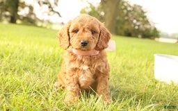Mini Goldendoodle dogs for sale: Rosie - Image 13