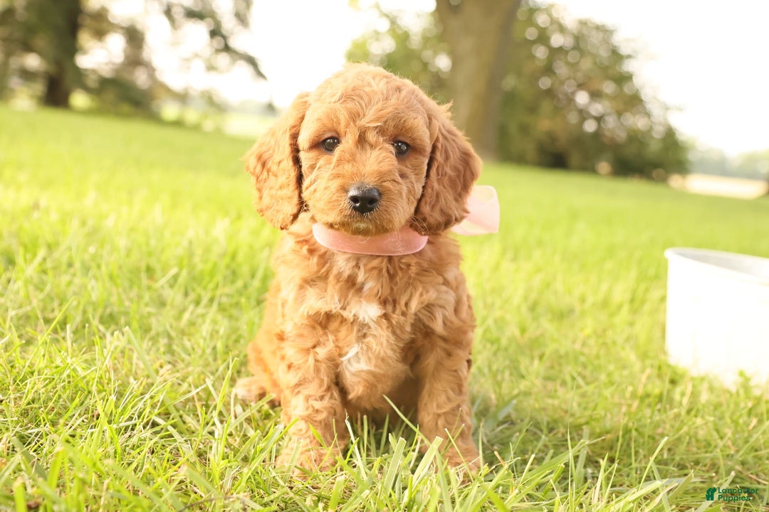 Mini Goldendoodle dogs for sale: Rosie - Image 13